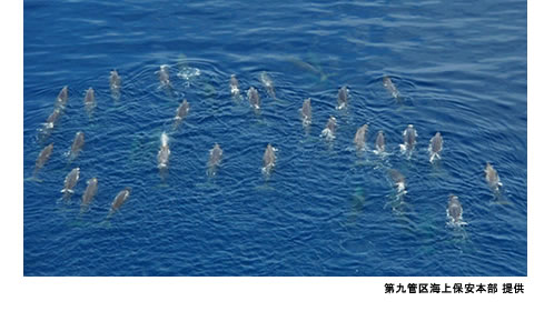 日本海を遊泳するツチクジラ 撮影：伊藤栄悦