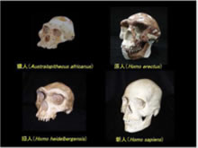古人骨から見る日本人の起源