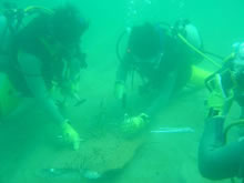 滑川高月海岸におけるアマモ定植活動