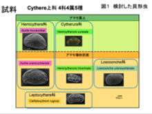 貝形虫の日本海環境への適応と環境変動モニタリングのための基礎データ採取