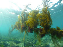 射水市海老江練合海岸における藻場育成と海浜植物に関する研究