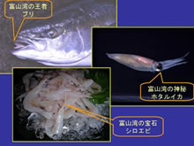 日本海の魚たち