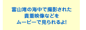 富山湾の海中で撮影された 貴重映像などを ムービーで見られるよ！