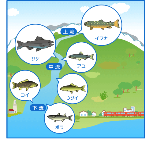 川魚のすみわけ