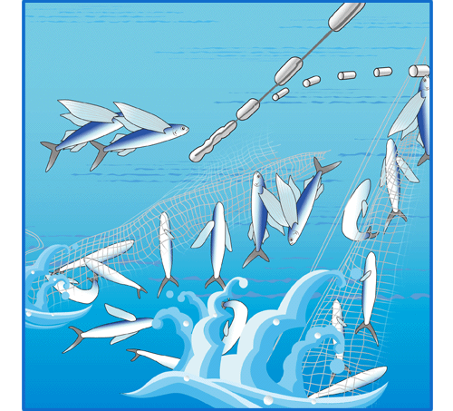 飛島のトビウオ漁