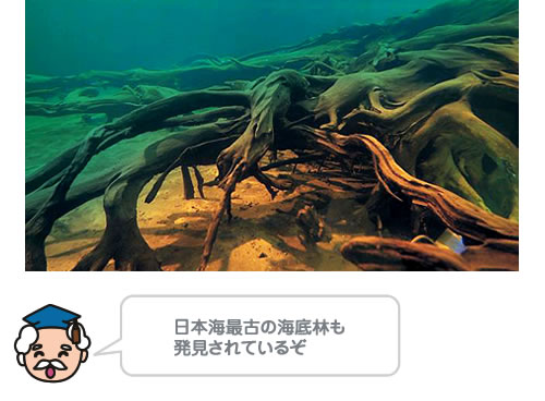 大きな水そうに保存された埋没林（魚津埋没林博物館）日本海最古の海底林も発見されているぞ