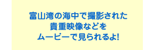 富山湾の海中で撮影された 貴重映像などを ムービーで見られるよ！