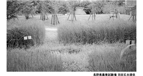 長江の下流域にある約7000年前の稲作遺跡