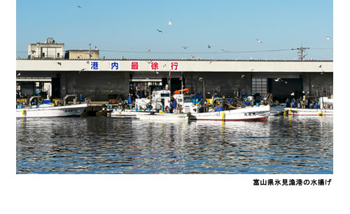 日本海の漁のようす 富山県氷見漁港の水揚げ