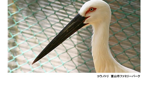 コウノトリ 富山市ファミリーパーク