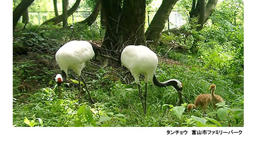 タンチョウ 富山市ファミリーパーク